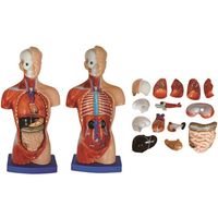 島津理化 小型人体解剖模型 トルソー(26cm) 250-004 1台 67-7099-27（直送品）