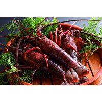 いかだ荘山上 【お歳暮ギフト・熨斗付き】いかだ荘山上 伊勢志摩の瞬冷伊勢海老 331166 1セット（直送品）