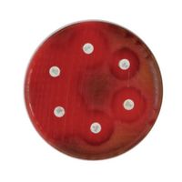 BD BBL(TM) ミューラーヒントン5%ヒツジ血液寒天培地(150mm) 24枚 251801 1個(24本)（直送品）