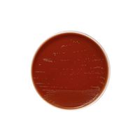 日本ベクトン・ディッキンソン BD BBL(TM) BYチョコレート寒天培地 100枚 251750 1個(100本) 63-6527-01（直送品）