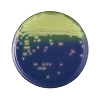 日本ベクトン・ディッキンソン BD BBL(TM) MRSA選択培地 20枚 252228 1個(20本) 63-6527-41（直送品）