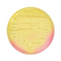 日本ベクトン・ディッキンソン BD BBL(TM) マンニット食塩寒天培地 20枚 251173 1個(20本) 63-6527-23（直送品）