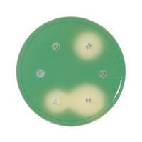 日本ベクトン・ディッキンソン BD BBL(TM) ミューラーヒントンII寒天培地 20枚 251177 1個(20本)（直送品）