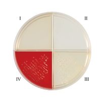 日本ベクトン・ディッキンソン BD BBL(TM) ヘモフィルスID4分画培地 10枚 251142 1個(10本) 63-6527-71（直送品）