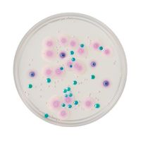 日本ベクトン・ディッキンソン BD BBL(TM) CHROMagar(TM) カンジダII寒天培地 20枚 252958 1個(20本)（直送品）