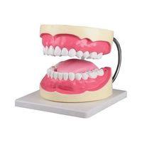 アズワン 特大歯磨き指導模型 160×220×140mm D216 1セット 7-742-01（直送品）