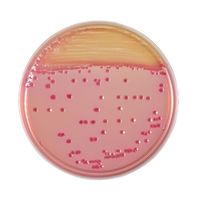 日本ベクトン・ディッキンソン BD BBL(TM) CIN寒天培地 20枚 251139 1個(20本) 63-6527-62（直送品）