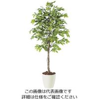 アズワン SG ベンジャミナスプラッシュ 1.5m 62-6323-10 1個（直送品）