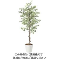 アズワン SG ベンジャミナ スターライト 2.0m 62-6323-17 1個（直送品）