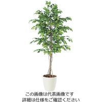 アズワン SG フィッカスベンジャミナ 1.8m 62-6323-27 1個（直送品）