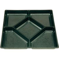 ニシキ 飛鳥（1尺）