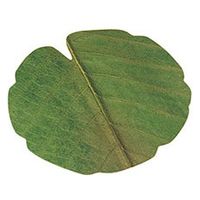用美 料理用飾り 干朴葉懐敷(緑) 丸型(小)　100枚入 [1個入] yub-25995（直送品）