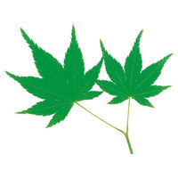 ユニバース フィルムシート グルメシート 青もみじ 丸 10501 1袋(1000枚)（直送品）