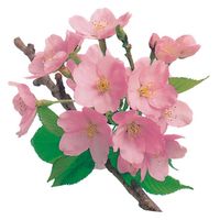 ユニバース フィルムシート グルメシート 桜 丸 11101 1袋(1000枚)（直送品）