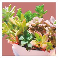 P・O・Pプロダクツ キャンバス　Ｐｌａｎｔ　多肉植物　Ｓ２０　Ｎｏ．４３９３０ 073803 1枚（直送品）