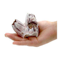 リーフ 貝殻 フジツボの殻（形状おまかせ）
