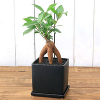 チャーム （観葉植物）ガジュマル　陶器鉢植え　マットブラック塗装鉢（１鉢）受け皿付き　溶岩砂 346047（直送品）