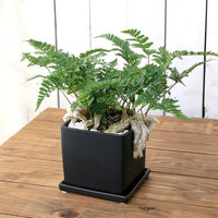 チャーム （観葉植物）トキワシノブ　陶器鉢植え　マットブラック塗装鉢（１鉢）　受け皿付き　白砂利 346810（直送品）