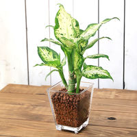 チャーム （観葉植物）ディフェンバキア　９φサイズ　レカトン植え　ハイドロカルチャー（１個） 346818（直送品）