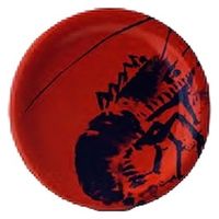 中皿 寿司皿　朱エビ [6個入] wis-o-4-49　若泉漆器（直送品）