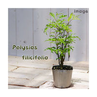 チャーム （観葉植物）ポリシャス　フィリシフォリア　３号（１ポット） 361391 1鉢（直送品）