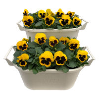 FSブルーム [N] パンジー 8株植え プランター 20001111 1箱(2鉢入) （生花）（直送品）