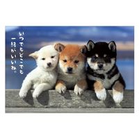 保護犬支援ポストカード5枚セット×10 柴犬ポストカード A12-PN-544 1セット(30枚) アクティブ