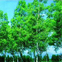 トーアン シール53 樹 450×450 31ー809 1セット(2枚)（直送品）