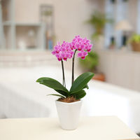 AoyamaLab MtgJ[h l j 蕨 e[uӒ(32{ ZsN) diij