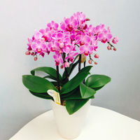 AoyamaLab MtgJ[h jl j 蕨 ~fBӒ(65{ sNn) diij