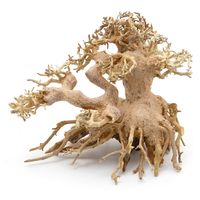 J~n^ iBONSAI ܗt S 238508 1iij
