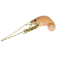 ジャクソン JS チヌコロリ 10g SE シバエビ 4511729650262 1個（直送品）