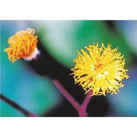 つくし工房 つくし び~看用写真ステッカー ミツマタ PH-18 1枚 184-3275（直送品）