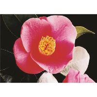 つくし工房 つくし び~看用写真ステッカー ツバキ PH-9 1枚 184-3341（直送品）