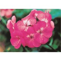 つくし工房 つくし び~看用写真ステッカー ゼラニウム PH-4 1枚 184-3305（直送品）