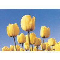 つくし工房 つくし び~看用写真ステッカー チューリップ PH-2 1枚 184-3295（直送品）