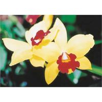 つくし工房 つくし び~看用写真ステッカー カトレア PH-3 1枚 184-3314（直送品）