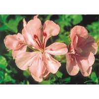 つくし工房 つくし び~看用写真ステッカー ゼラニウム PH-30 1枚 184-3280（直送品）