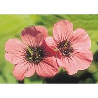 つくし工房 つくし び~看用写真ステッカー タチアオイ PH-27 1枚 184-4838（直送品）