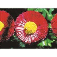 つくし工房 つくし び~看用写真ステッカー デイジー PH-8 1枚 185-2751（直送品）