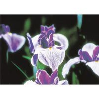 つくし工房 つくし び~看用写真ステッカー アイリス PH-11 1枚 185-2748（直送品）