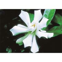 つくし工房 つくし び~看用写真ステッカー クチナシ PH-12 1枚 185-2753（直送品）