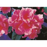 つくし工房 つくし び~看用写真ステッカー ボタン PH-17 1枚 184-4896（直送品）