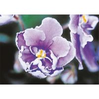 つくし工房 つくし び~看用写真ステッカー セントポーリア PH-20 1枚 184-4900（直送品）