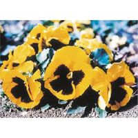 つくし工房 つくし び~看用写真ステッカー パンジー PH-6 1枚 184-4894（直送品）