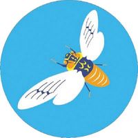 つくし工房 つくし たのし~る[こんちゅう1] えぞぜみ KS-25 1枚 184-9683（直送品）