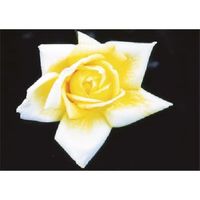 つくし工房 つくし び~看用写真ステッカー バラ PH-5 1枚 184-8017（直送品）