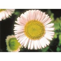 つくし工房 つくし び~看用写真ステッカー ナデシコ PH-28 1枚 185-4358（直送品）