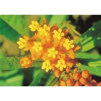 つくし工房 つくし び~看用写真ステッカー サンタンカ PH-21 1枚 184-6423（直送品）