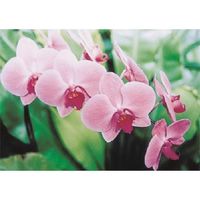 つくし工房 つくし び~看用写真ステッカー コチョウラン PH-7 1枚 184-6494（直送品）